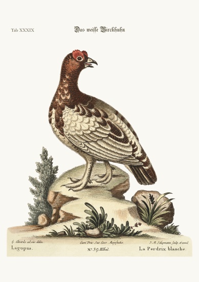 The white Partridge a George Edwards