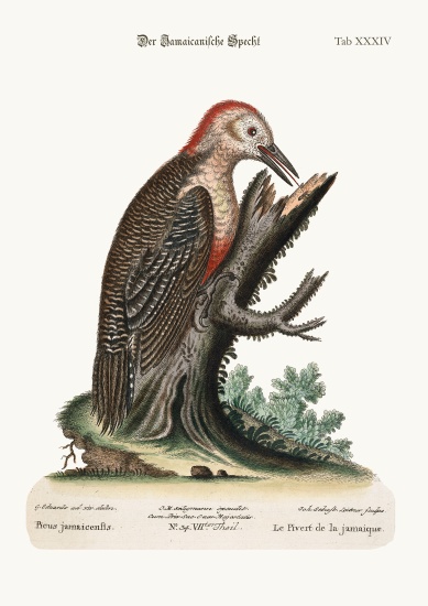 The Wood-Pecker of Jamaica a George Edwards