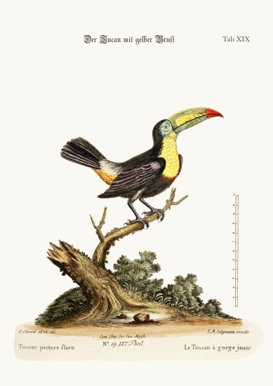 The Yellow-breated Toucan a George Edwards