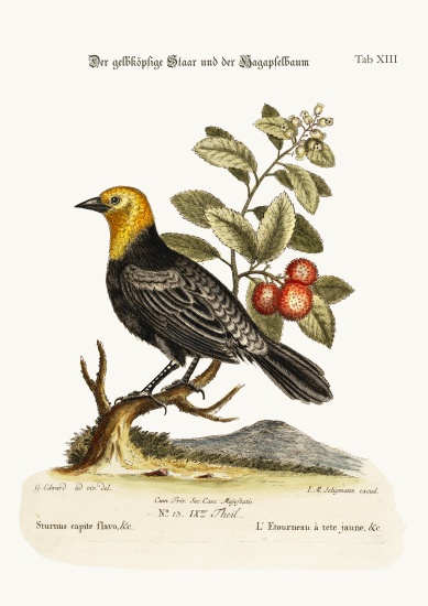 The Yellow-headed Starling. The Arbutus or Strawberry-Tree a George Edwards