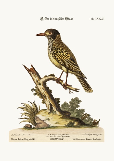 The Yellow Indian Starling a George Edwards