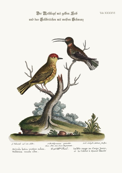 The Yellow Red-Pole, and the White-tailed Hummingbird a George Edwards