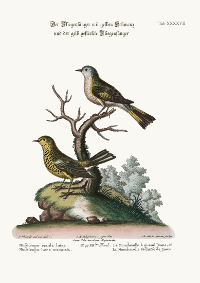 The Yellow-tailed Flycatcher, and the Spotted Yellow Flycatcher a George Edwards