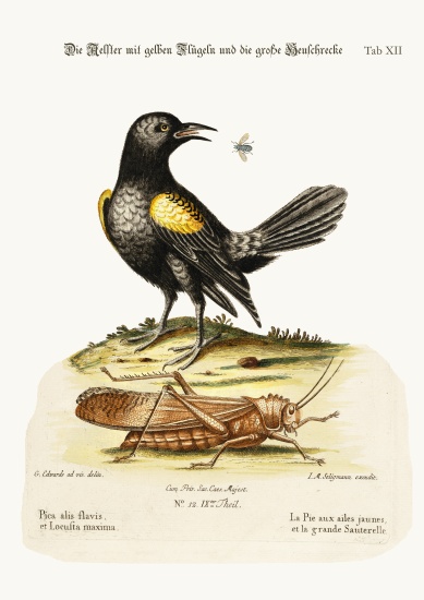 The Yellow-winged Pye, and Greatest Locust a George Edwards
