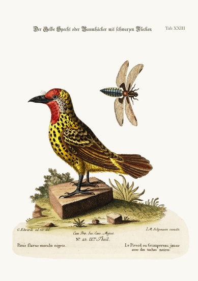 The Yellow Woodpecker with Black Spots a George Edwards