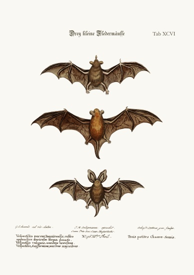 Three small Bats a George Edwards