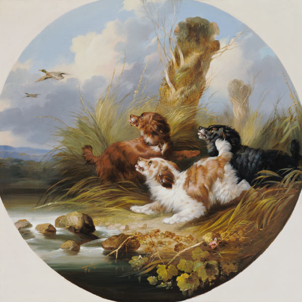 Three Spaniels Flushing Mallard a George Armfield