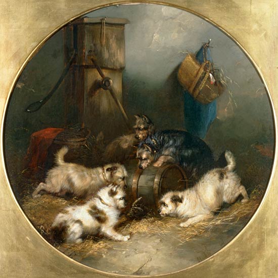 Terriers Ratting in a Barn a George Armfield