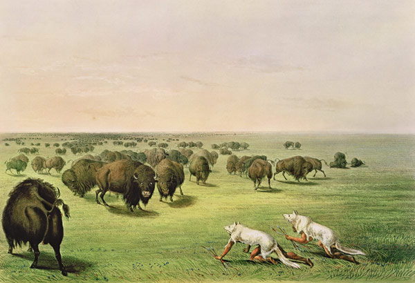 Hunting Buffalo Camouflaged with Wolf Skins, c.1832 a George Catlin