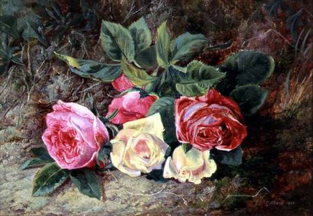Roses a George Clare
