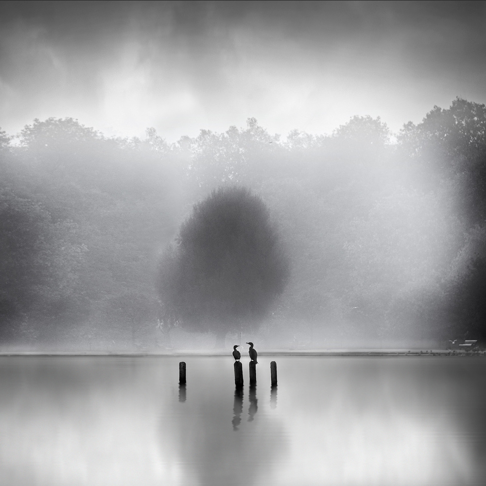 Cormorants in the mist a George Digalakis