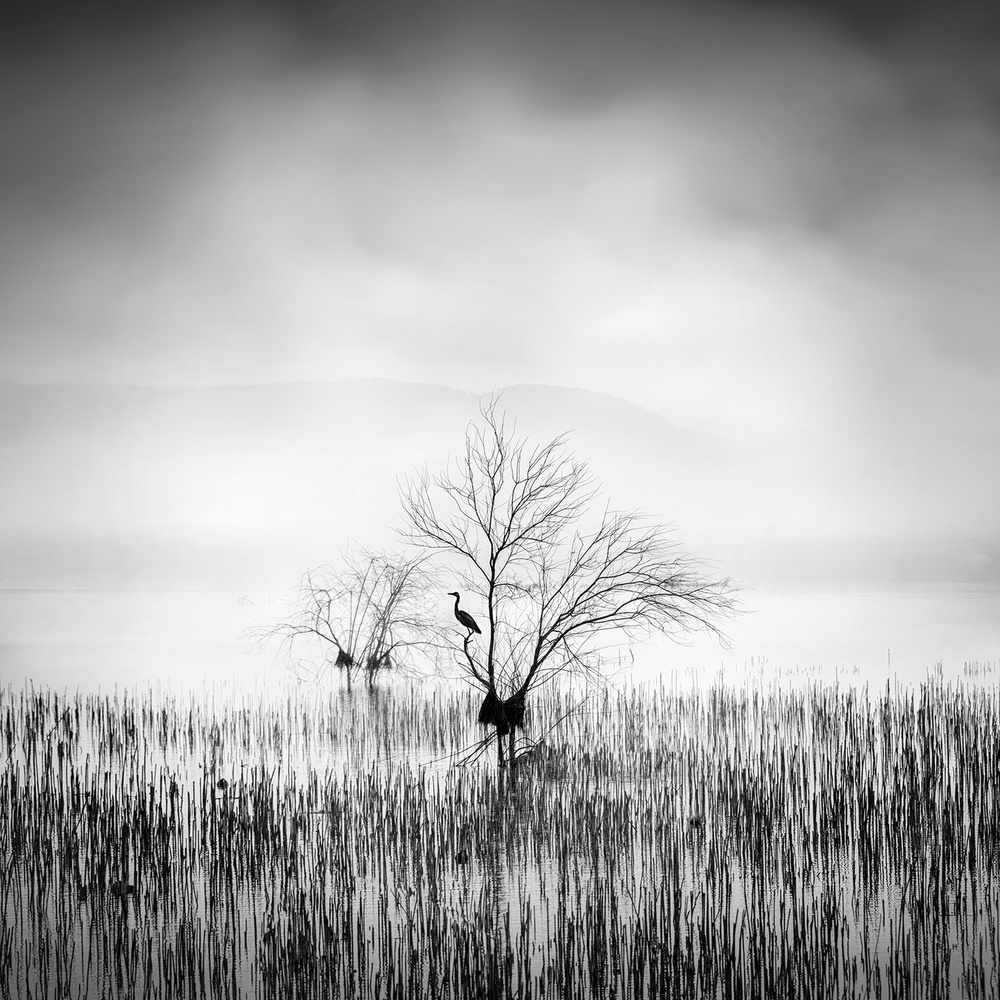 Morning Song a George Digalakis