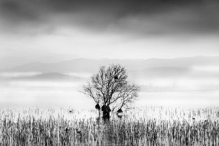 Morning Mist at Koroneia lake