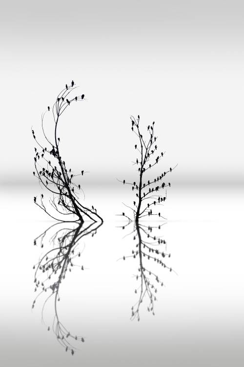 Trees with Birds (2) a George Digalakis