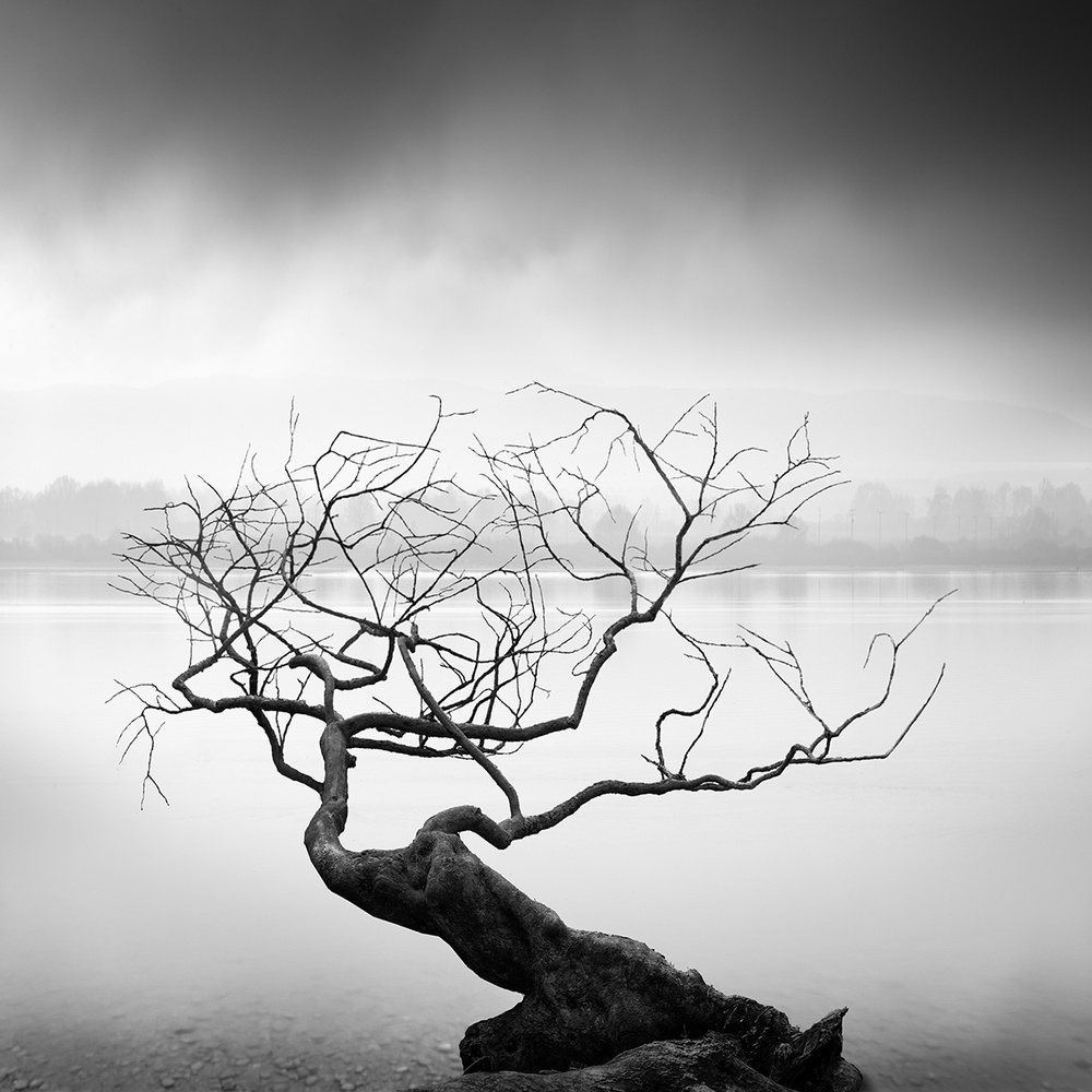 Root to Branches a George Digalakis