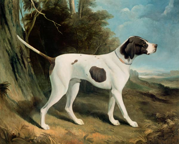 Portrait of a liver and white pointer a George Garrard