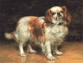 King Charles Spaniel