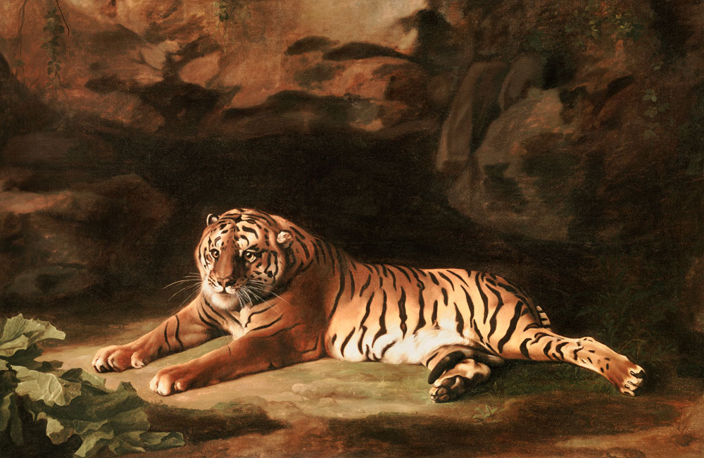 Portrait of the Royal Tiger, c.1770 a George Stubbs