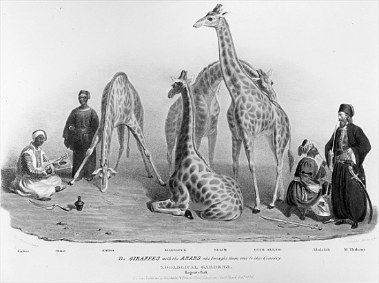 The Giraffes with the Arabs who brought them over to this country, Zoological Gardens, Regent''s Par a George the Elder Scharf