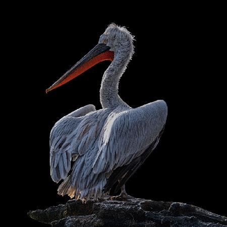 Pelican