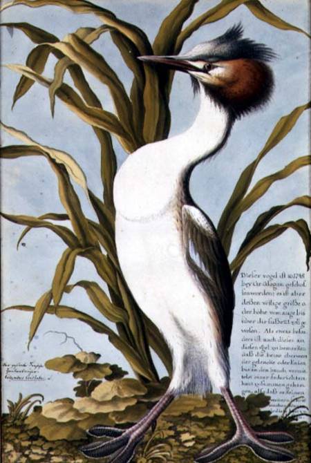 Great Crested Grebe (Podiceps cristatus) c.1748 a Scuola Tedesca