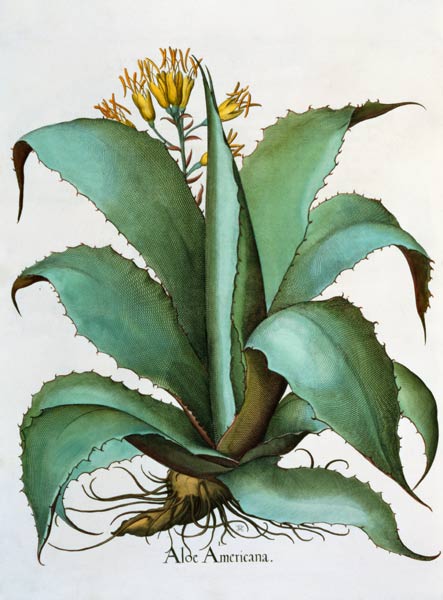 American Aloe: Aloe Americana, from the 'Hortus Eystettensis' by Basil Besler (1561-1629), pub. 1613 a German School, (17th century)