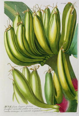 Banana, engraved by Johann Jakob Haid (1704-67) plate 19 from a botanical book, pub. by Augustus Vin a German School, (18th century)