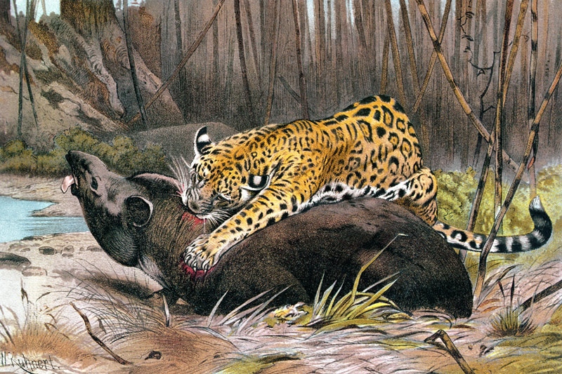 Jaguar, plate from Brehms Tierleben: Allgemeine Kunde des Tierreichs, vol.1, p.494, published by Bib a German School, (19th century)