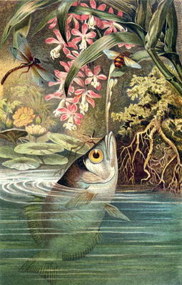 Archerfish, plate from Brehms Tierleben: Allgemeine Kunde des Tierreichs, vol.8, p.49, published by a German School, (19th century)