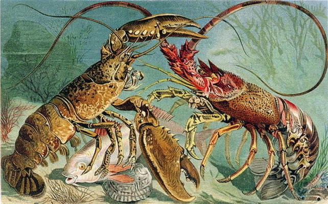 Lobster and Spiny Lobster, plate from Brehms Tierleben: Allgemeine Kunde des Tierreichs, vol.10, p.4 a German School, (19th century)