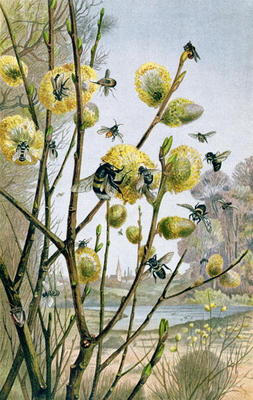 Spring in the Insect World, plate from Brehms Tierleben: Allgemeine Kunde des Tierreichs, vol.9, p.2 a German School, (19th century)