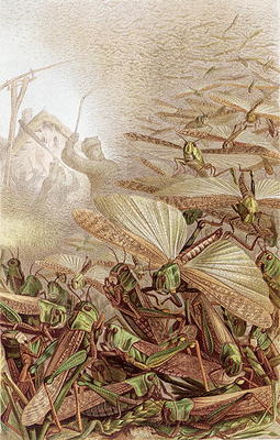Swarm of Migratory Locusts, plate from Brehms Tierleben: Allgemeine Kunde des Tierreichs, vol.9, p.5 a German School, (19th century)