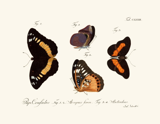 Butterflies a German School, (18th century)