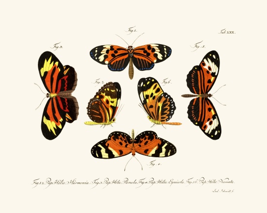 Butterflies a German School, (18th century)