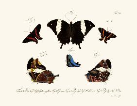 Butterflies