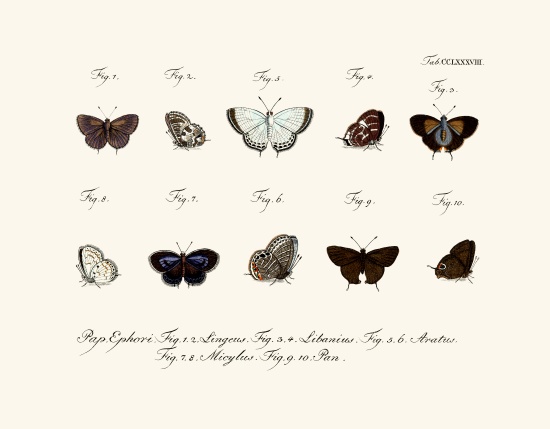 Butterflies a German School, (18th century)