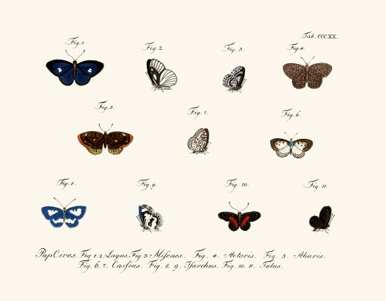 Butterflies a German School, (18th century)