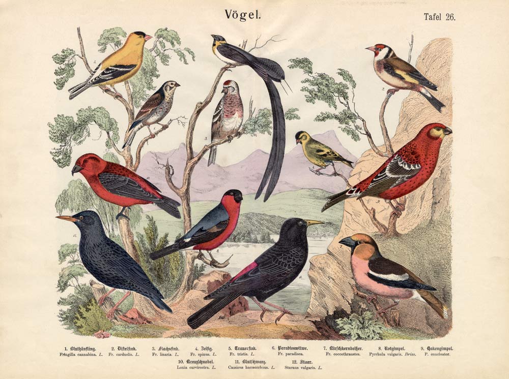 Birds, c.1860 a German School, (19th century)