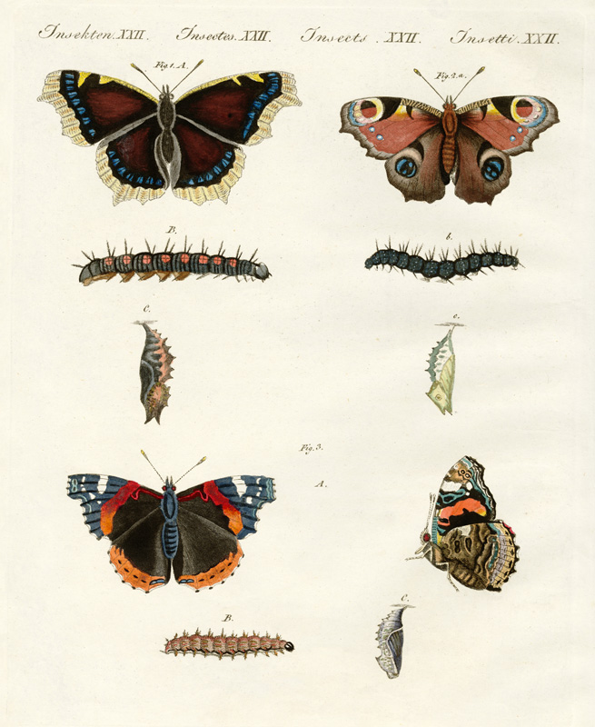 Butterflies -- birds of day a German School, (19th century)