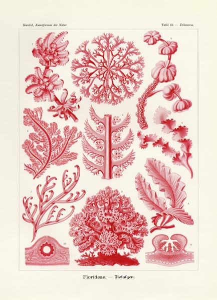 Florideae or Rhodophyceae a German School, (19th century)