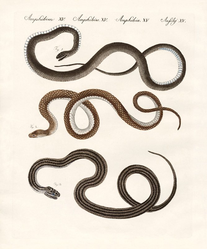 Harmless snake a German School, (19th century)