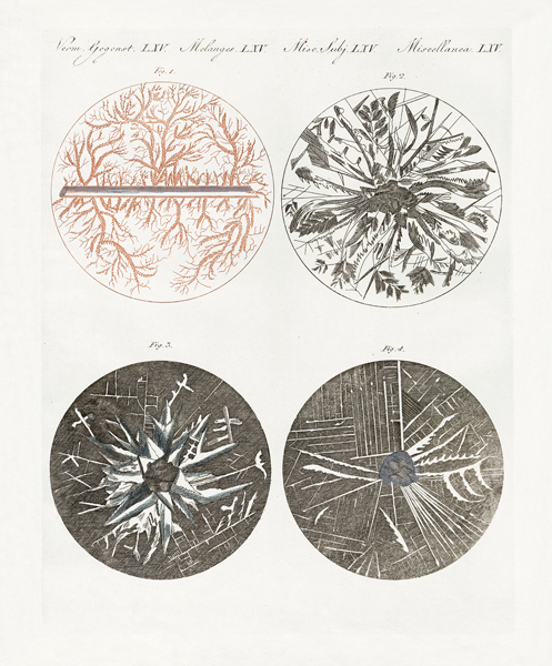 Microscopic view of the crystallization of metal a German School, (19th century)
