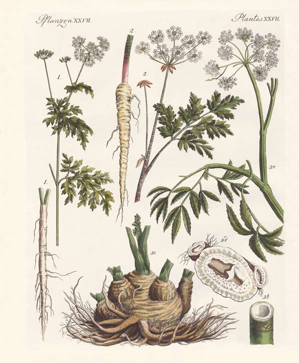 Poisonous German plants a German School, (19th century)