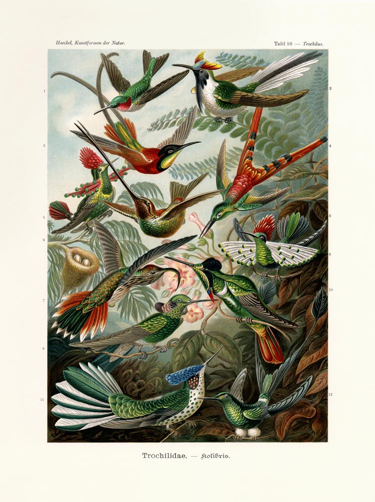 Colibrì a German School, (19th century)