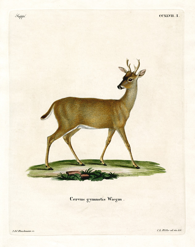 Virginian Deer a German School, (19th century)