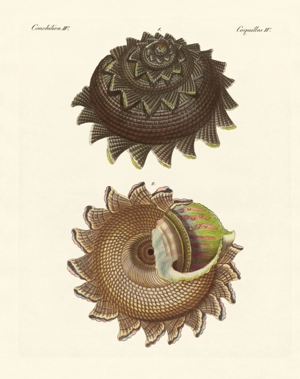 A rare mollusk shell of the South Sea a German School, (19th century)