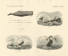 About the way of living and the capture of the large-headed trumpet whale or cachalot