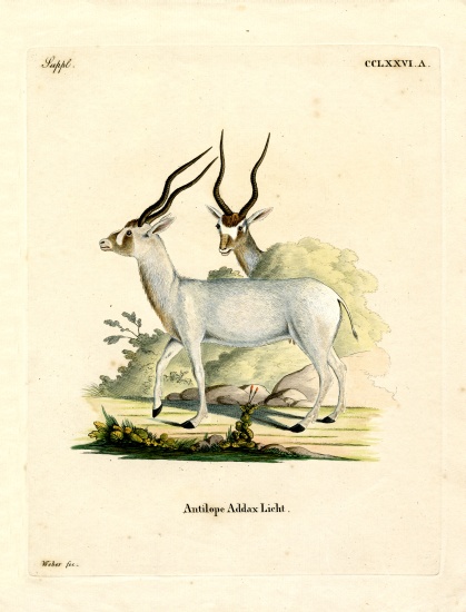 Addax Antelope a German School, (19th century)