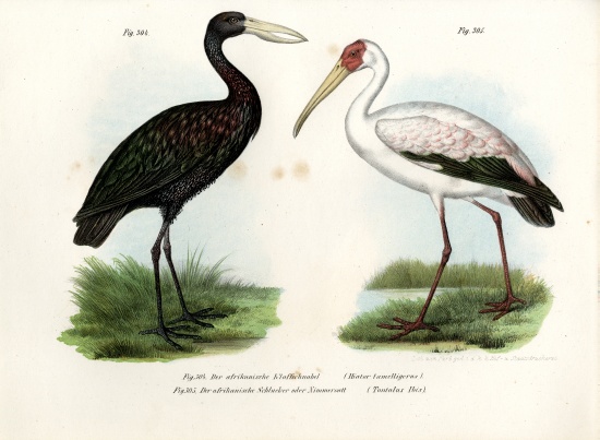 African Openbill Stork a German School, (19th century)