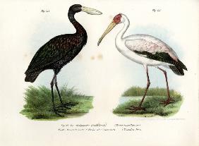 African Openbill Stork